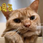 【ドラクエウォークLive】DQ6コラボ第４章と新たなほこらと権現堂散歩【ニコ生同時配信】