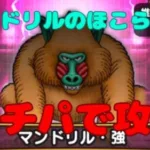 【ドラクエウォーク】ほこらマンドリル・強をガチパーティで攻略