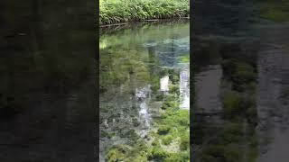 白川水源の湧水　#熊本 #阿蘇 　#ドラクエウォーク お土産　#vlog