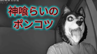 【ドラクエウォーク】神喰らいのポンコツ犬ガチャ３