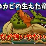 【ドラクエウォーク】根絶やしの竜、、このカビの生えた竜…なかなか強いやないか…。2ターン攻略や！！