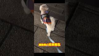 【ドラクエウォーク】【愛犬ファルと必死に散歩して貯めた補助券700枚、結果は…】 #ドラクエウォーク